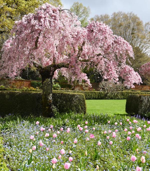 Celebrating Spring in the Filoli Gardens
