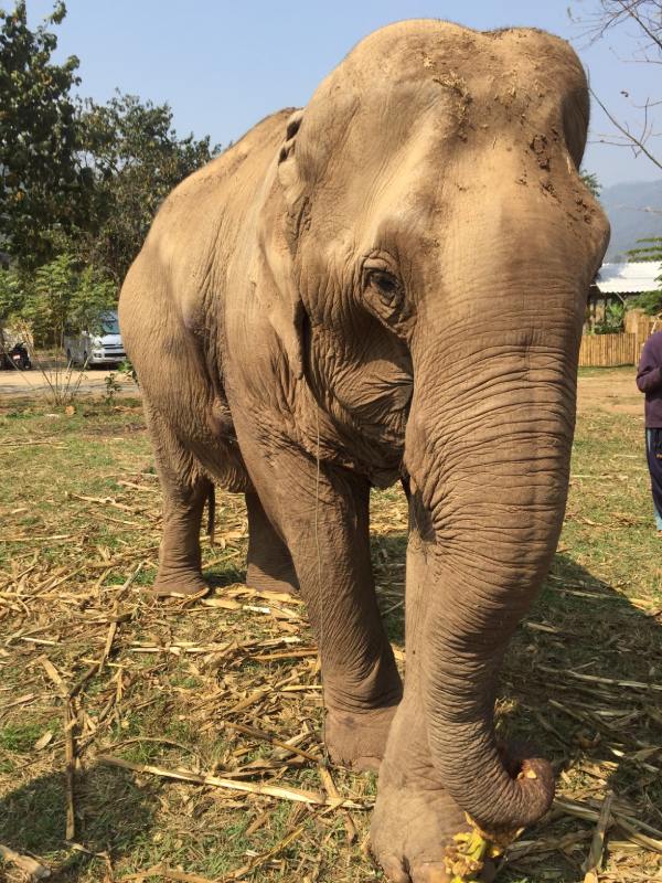 One Day Visit at Happy Elephant Home, Chiang Mai