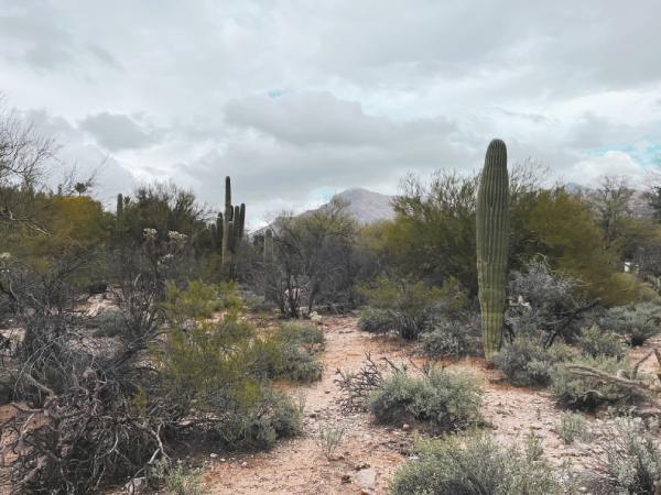 11 Best Things to Do on a Family Trip to Tucson, Arizona