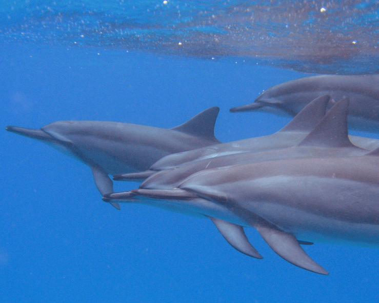 Swimming with Dolphins in Oahu
